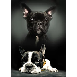 Kutyás Bulldog polár takaró 100x140cm